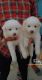 Pomeranian Puppies for sale in Chikhali, Pimpri-Chinchwad, Maharashtra, India. price: 7000 INR