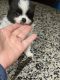 Pomeranian Puppies for sale in Palm Harbor, FL, USA. price: NA