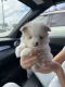 Pomeranian Puppies for sale in Orange County, CA, USA. price: NA