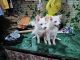 Pomeranian Puppies for sale in Fr. Peter Pereira Road, Kurla Christian Village, Kurla West, Kurla, Mumbai, Maharashtra 400070, India. price: 5000 INR