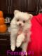 Pomeranian Puppies for sale in Bakersfield, CA 93306, USA. price: $1,500