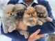 Pomeranian Puppies for sale in California City, CA, USA. price: $1,500