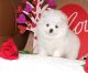 Pomeranian Puppies for sale in Florida St, San Francisco, CA, USA. price: $320