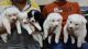 Pomeranian Puppies for sale in Chikhali, Pimpri-Chinchwad, Maharashtra, India. price: 5000 INR