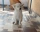 Pomeranian Puppies for sale in Bhupalpally, Telangana 506169, India. price: 4000 INR