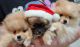Pomeranian Puppies for sale in San Antonio, TX 78232, USA. price: $2,000