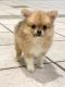 Pomeranian Puppies for sale in Orlando, FL, USA. price: NA