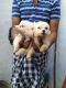 Pomeranian Puppies for sale in Tirunelveli, Tamil Nadu, India. price: 2500 INR