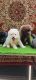 Pomeranian Puppies for sale in 8th Phase, J. P. Nagar, Bengaluru, Karnataka, India. price: 20000 INR