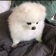 Pomeranian Puppies for sale in San Francisco, CA, USA. price: $1,200