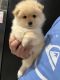 Pomeranian Puppies for sale in El Cajon, CA, USA. price: $1,500