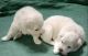 Pomeranian Puppies for sale in Melmalayanur, Malaiyanur, Tamil Nadu, India. price: 3500 INR