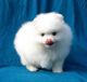 Pomeranian Puppies for sale in Atlanta, GA, USA. price: NA