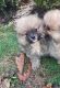 Pomeranian Puppies for sale in San Francisco, CA, USA. price: NA