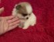 Pomeranian Puppies for sale in La Habra, CA 90631, USA. price: $1,499