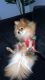 Pomeranian Puppies for sale in Lavala Ln, El Cajon, CA 92021, USA. price: $5,000