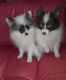 Pomeranian Puppies for sale in Lytle, TX 78052, USA. price: $900