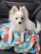 Pomeranian Puppies for sale in Liberty Township, OH, USA. price: NA