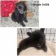 Pomeranian Puppies for sale in West Valley City, UT, USA. price: $1,500