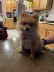 Pomeranian Puppies for sale in Commerce City, CO, USA. price: $1,999
