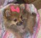 Pomeranian Puppies for sale in Euclid Ave, San Diego, CA, USA. price: $1,200