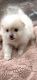 Pomeranian Puppies for sale in Bakersfield, CA 93306, USA. price: $2,500