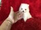 Pomeranian Puppies for sale in La Habra, CA 90631, USA. price: $149,900