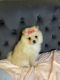 Pomeranian Puppies for sale in Chula Vista, CA, USA. price: $2,200