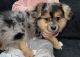 Pomeranian Puppies for sale in San Diego, CA, USA. price: $1,000