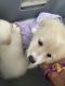 Pomeranian Puppies for sale in Fayetteville, NC, USA. price: $250
