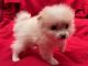Pomeranian Puppies for sale in Bakersfield, CA 93306, USA. price: $1,899