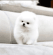 Pomeranian Puppies for sale in San Francisco, CA, USA. price: $550