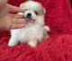 Pomeranian Puppies for sale in La Habra, CA 90631, USA. price: $899