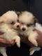 Pomeranian Puppies for sale in Merrillville, IN, USA. price: $1,000