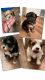 Pomeranian Puppies for sale in Atlanta, GA, USA. price: $800