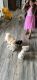 Pomeranian Puppies for sale in Midland, TX, USA. price: NA