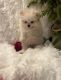 Pomeranian Puppies for sale in Bakersfield, CA 93306, USA. price: $1,499