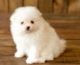 Pomeranian Puppies for sale in Anderson, SC 29626, USA. price: $1,300