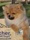 Pomeranian Puppies for sale in Brighton, CO, USA. price: $1,800