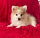 Pomeranian Puppies for sale in La Habra, CA 90631, USA. price: $499