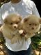 Pomeranian Puppies for sale in 28 S Plainfield Ave, South Plainfield, NJ 07080, USA. price: NA