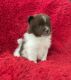 Pomeranian Puppies for sale in La Habra, CA 90631, USA. price: $399