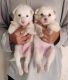 Pomeranian Puppies for sale in Navi Mumbai, Maharashtra, India. price: 3000 INR