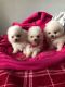 Pomeranian Puppies for sale in New Orleans, LA, USA. price: $550