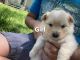 Pomeranian Puppies for sale in Colorado Springs, CO 80911, USA. price: $500