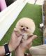 Pomeranian Puppies for sale in New Orleans, LA, USA. price: $500