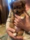 Pomeranian Puppies for sale in Grayson, LA, USA. price: $1,500