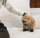 Pomeranian Puppies for sale in Indianapolis, IN 46255, USA. price: $650