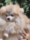 Pomeranian Puppies for sale in Brighton, CO, USA. price: $800