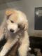 Pomeranian Puppies for sale in Fayetteville, NC, USA. price: $350
